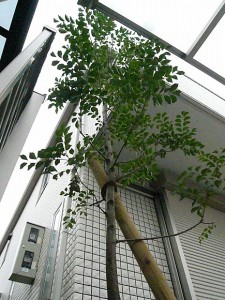 P1020095