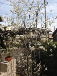 写真 2013-04-01 14 22 23