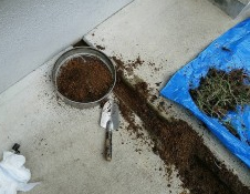 タマリュウ｜桑和スタッフブログ