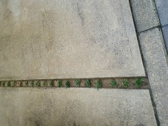 タマリュウ｜桑和スタッフブログ