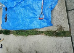 タマリュウ｜桑和スタッフブログ