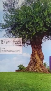 オリーブ (2)