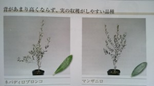 オリーブ (5)