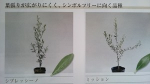オリーブ (7)