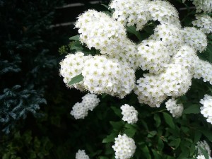 DSC_0578-s