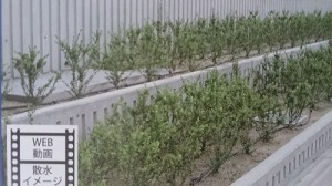 自動灌水システム (10)