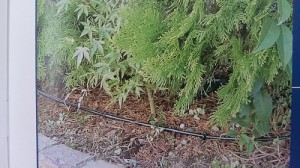 自動灌水システム (9)