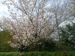DSC_0817-s