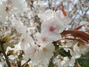 DSC_0819-s