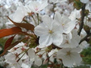 DSC_0820-s