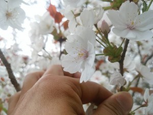 DSC_0823-s