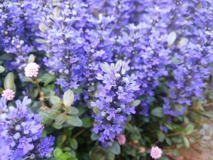 DSC_0847-s