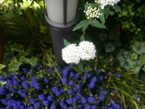 DSC_0851-s