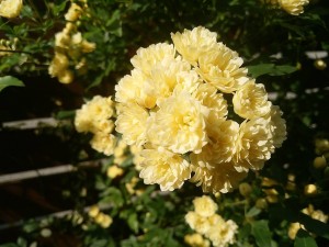 DSC_0856-s