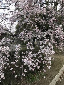 日本庭園 (14)