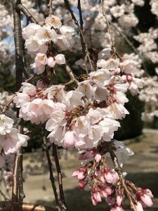 日本庭園 (27)