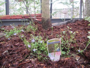 IMG_2268_R