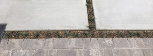 IMG_2911