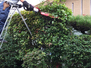 剪定｜桑和スタッフブログ