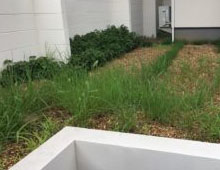 雑草対策｜桑和スタッフブログ